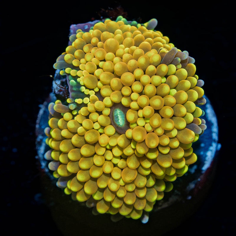 Yellow/ Orange Mushroom