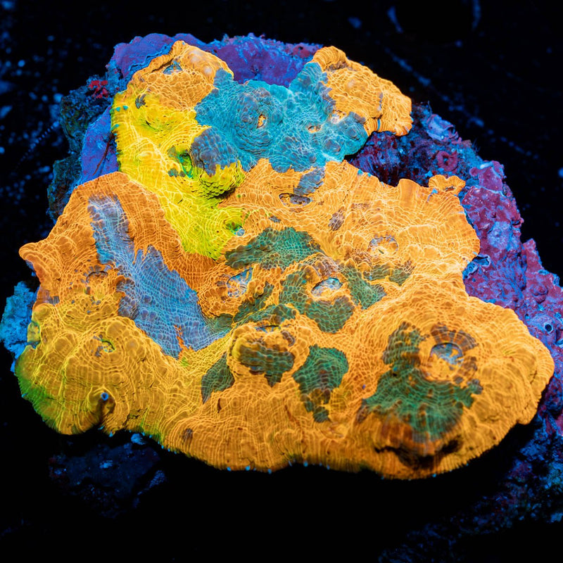 Stained Glass Rainbow Chalice Colony