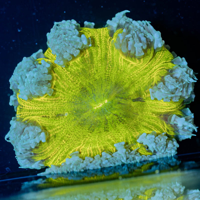 Rock Flower Anemones