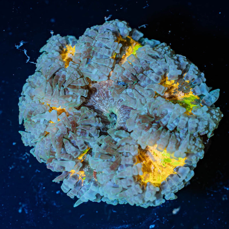 Rock Flower Anemones