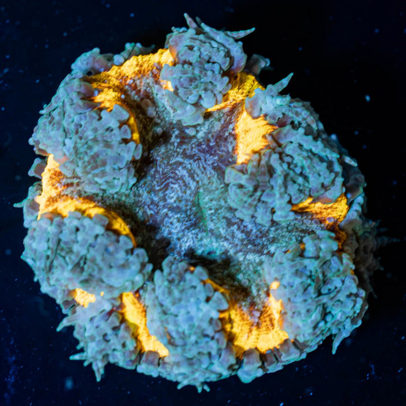 Rock Flower Anemones