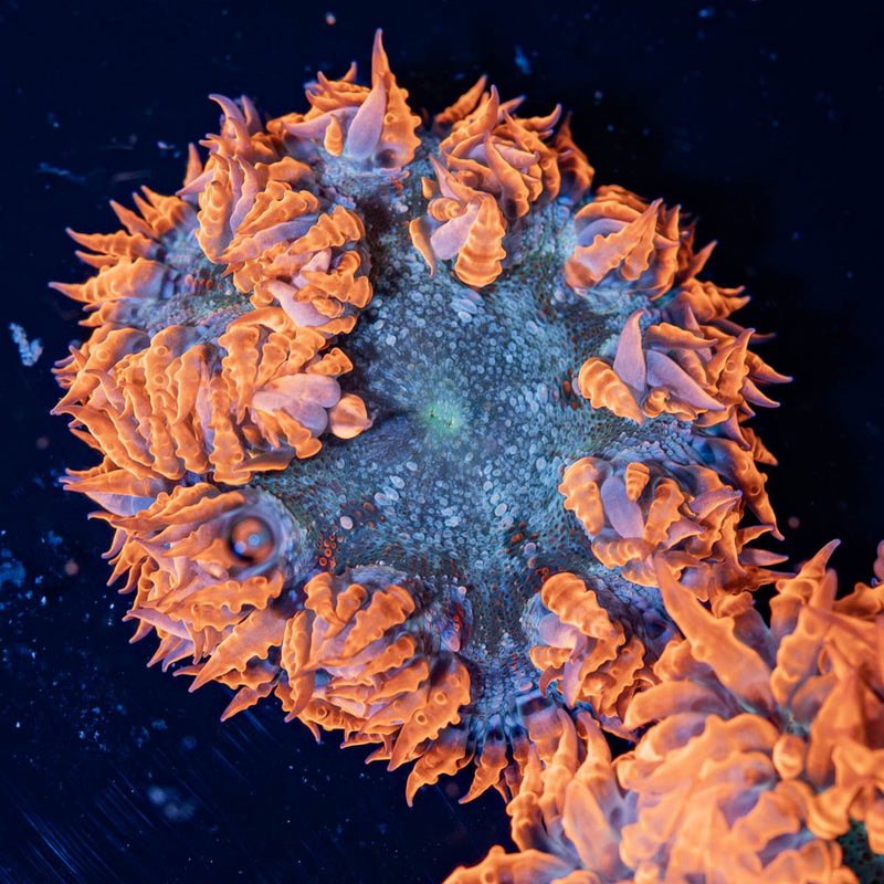 Rock Flower Anemones