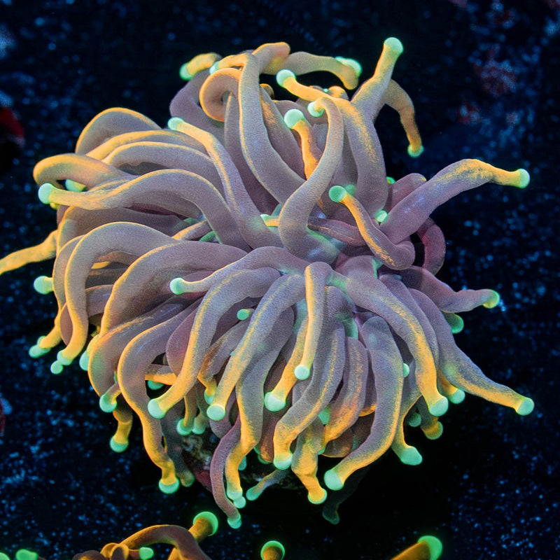 21 Tails Torch Euphyllia