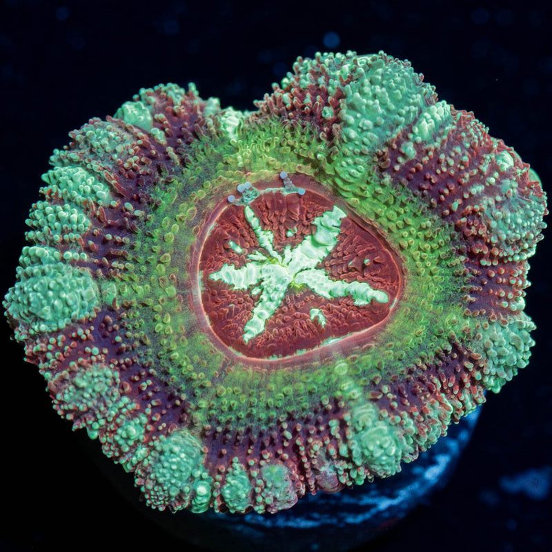 Leprechaun's Teasure Asian acan