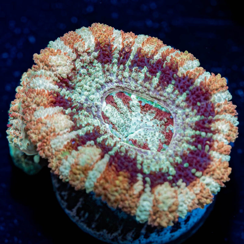 Wolverine Asian Acan