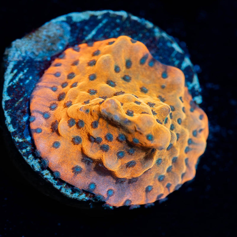 JF Brain Freeze Montipora