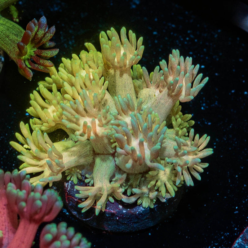 Tweety Bird Goniopora