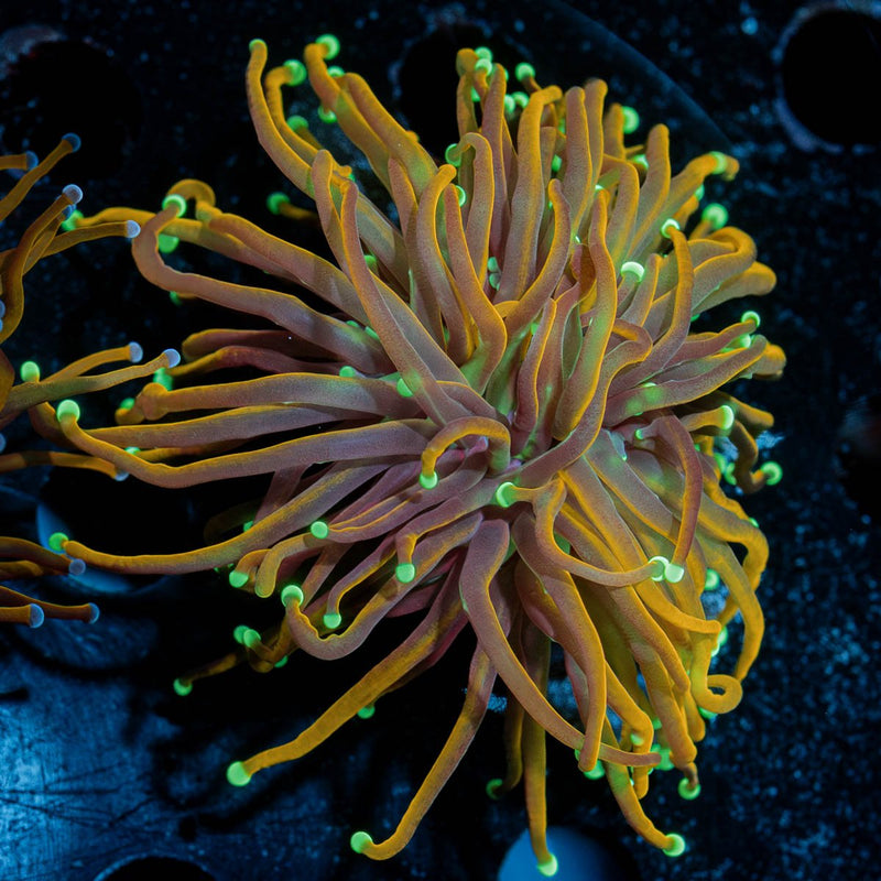 21 Tails Torch Euphyllia