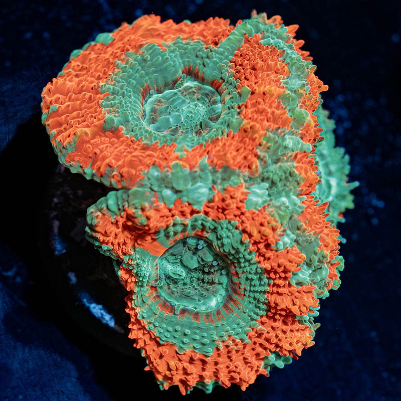 Captain Hooks Asian Acan