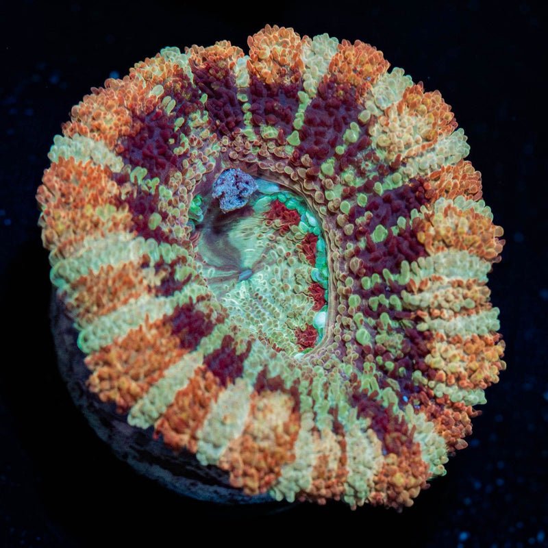 Wolverine Asian Acan