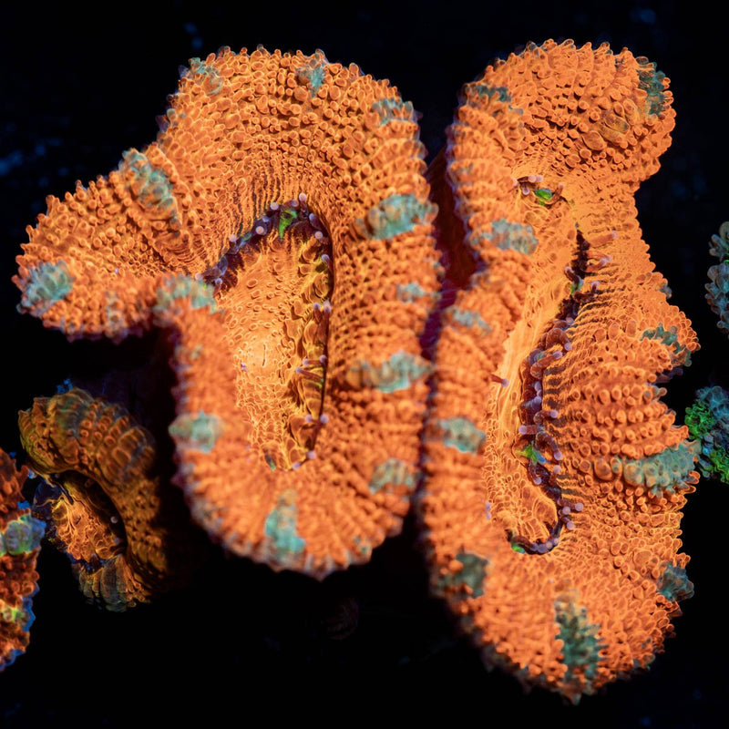 Acan/ Micromussa