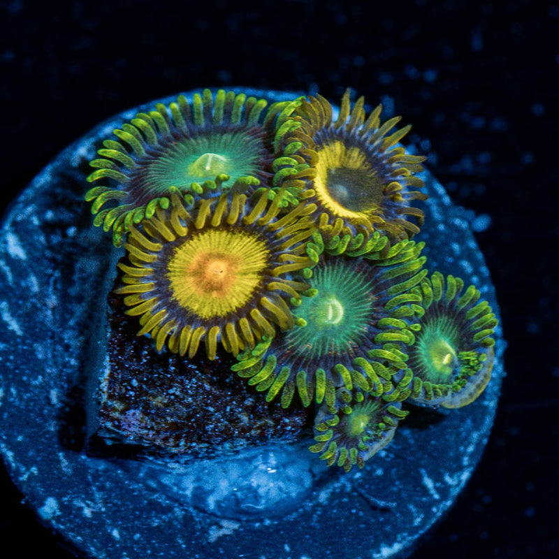 Green Bay Packers Zoanthid