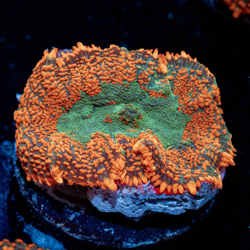 Forest Fire Rhodactis Mushroom