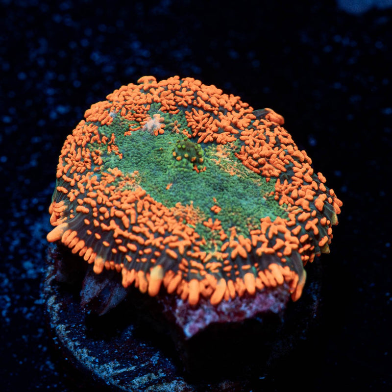 Forest Fire Rhodactis Mushroom