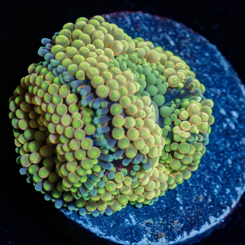 Green Ricordea Mushroom