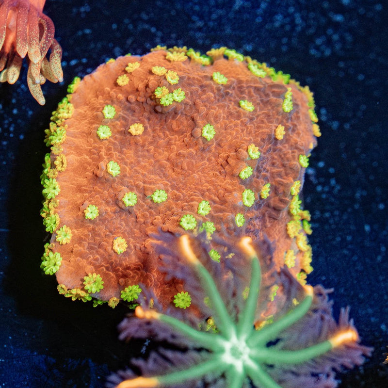 WWC Sunfire Grafted Montipora