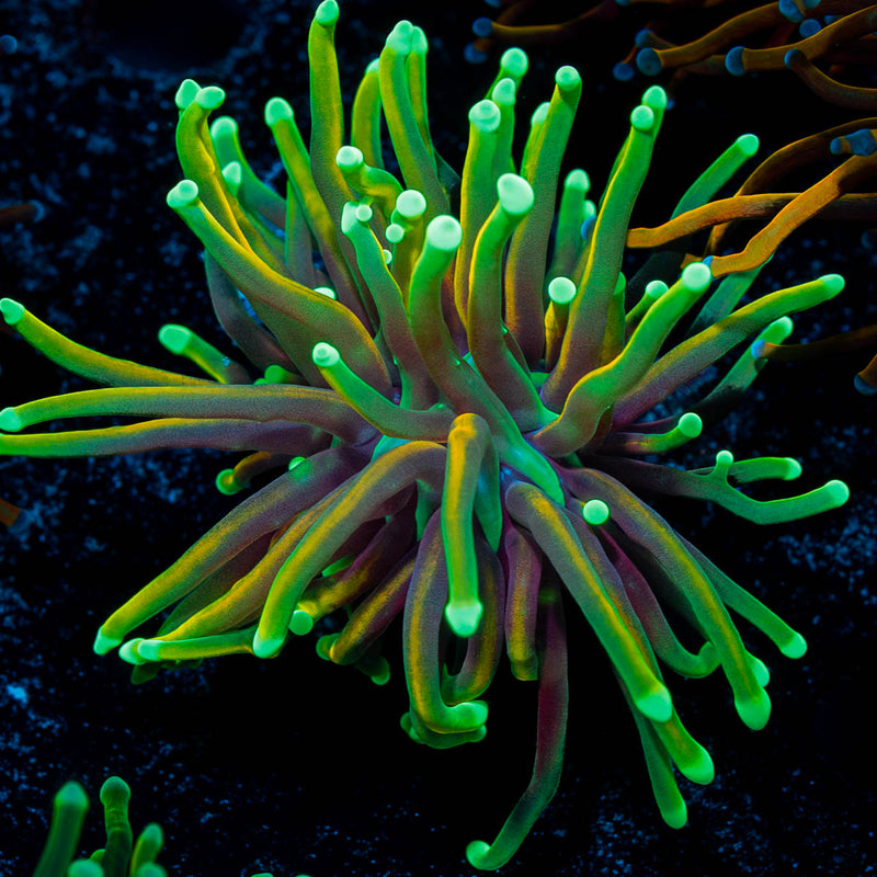 Goldenrod Torch Euphyllia