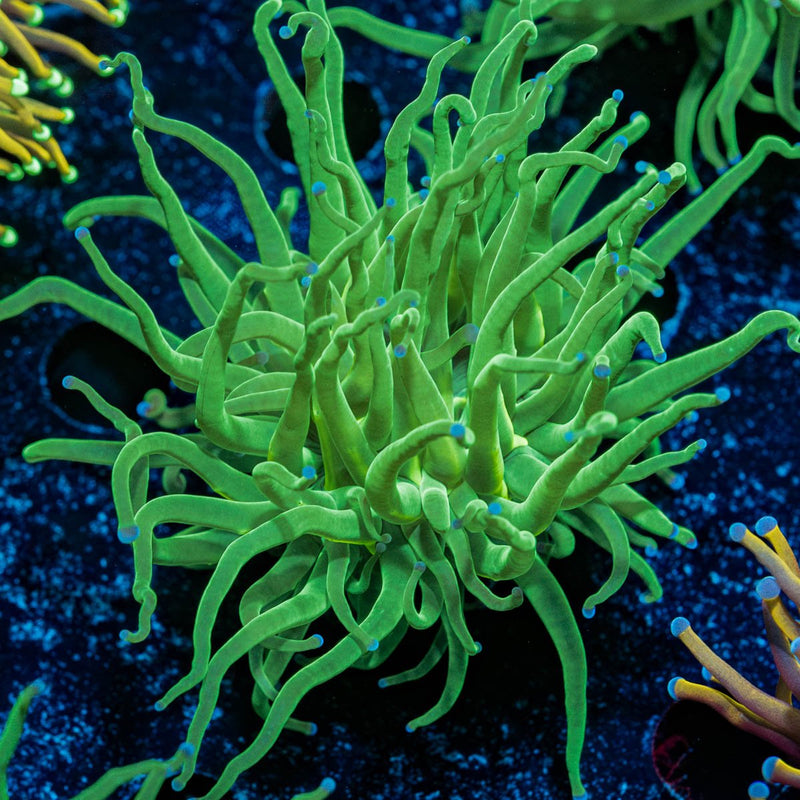 Green with Blue Tipped Torch Euphyllia