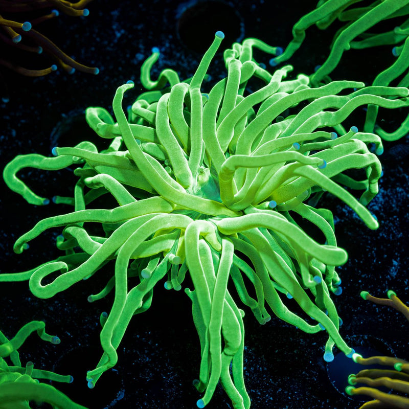 Green with Blue Tipped Torch Euphyllia