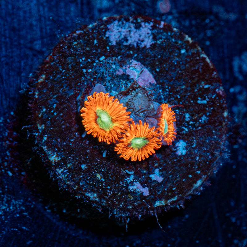 Charmanders Zoanthid