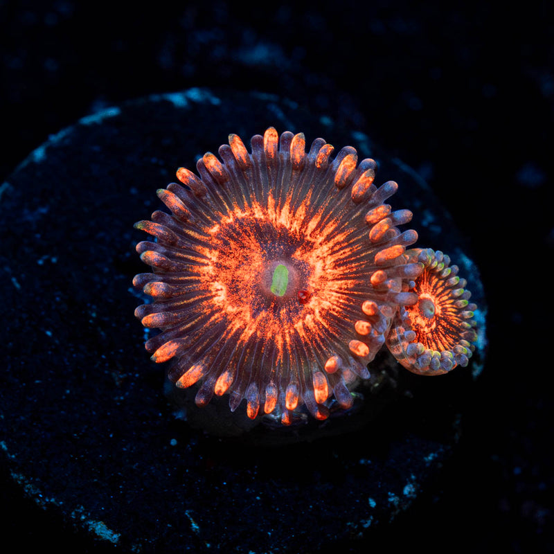 Aztec Warrior Zoanthid