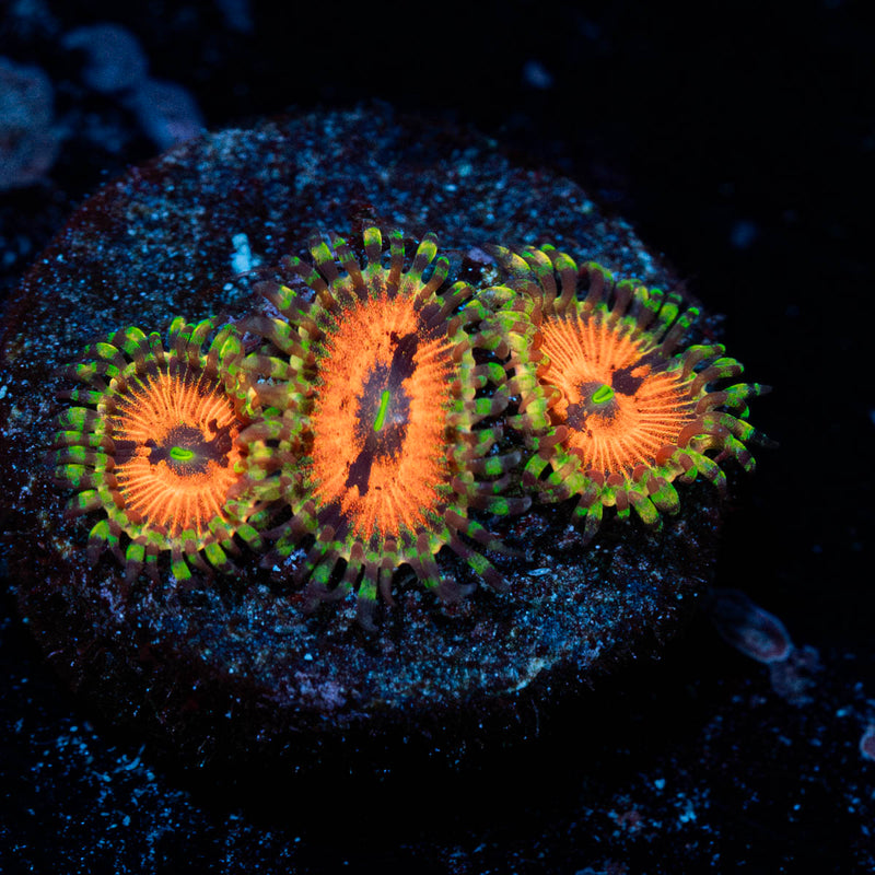 Pumpkin Smashers Zoanthid