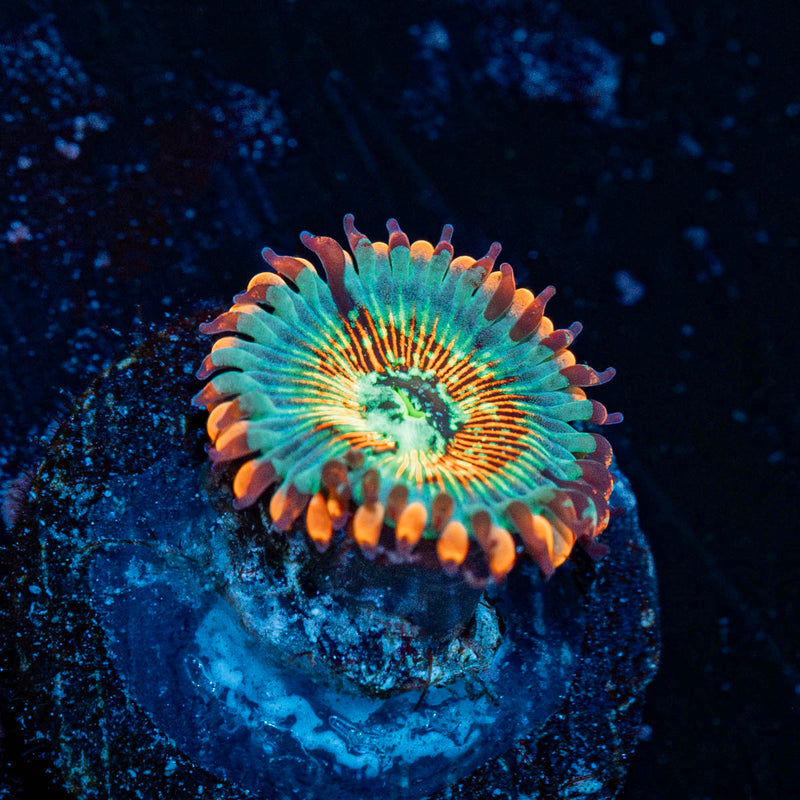 White Zombie Zoanthid