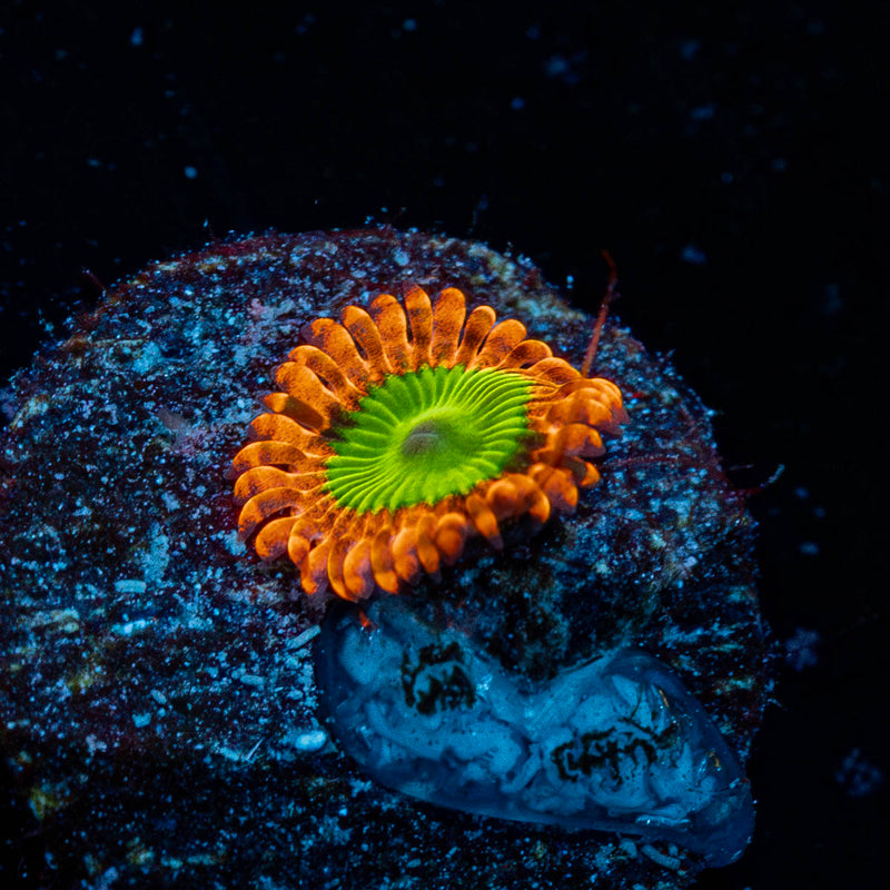 Electric Oompa Lommpa Zoanthid