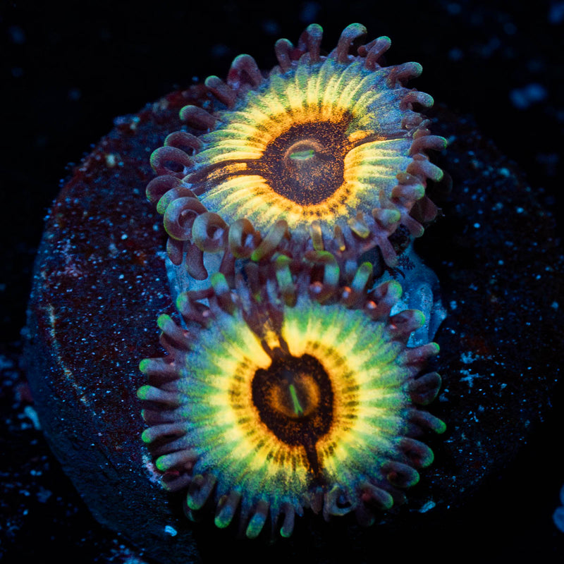 Desert Storms Zoanthid