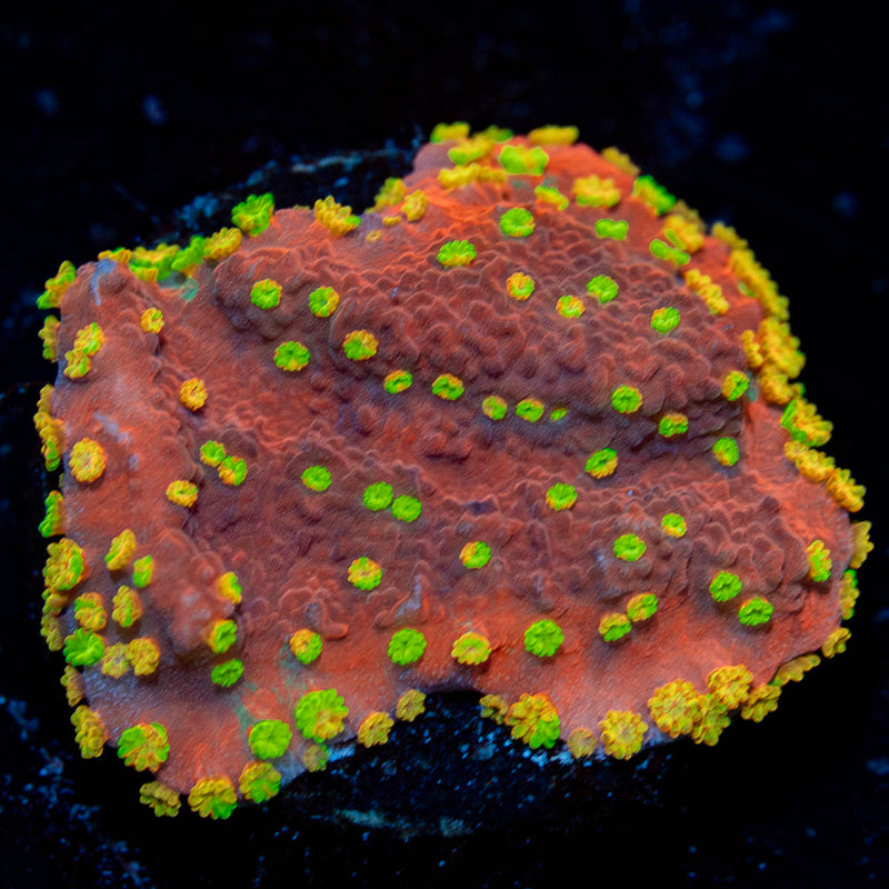 wwc sunfire grafted montipora