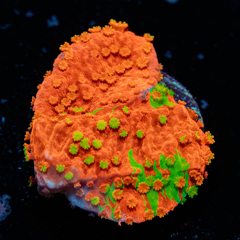 wwc sunfire grafted montipora