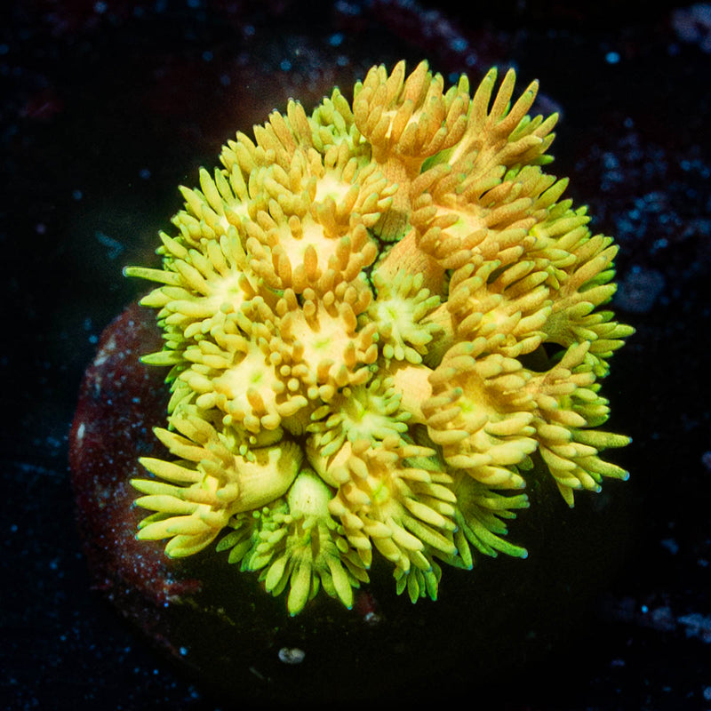 Tweety Bird Goniopora