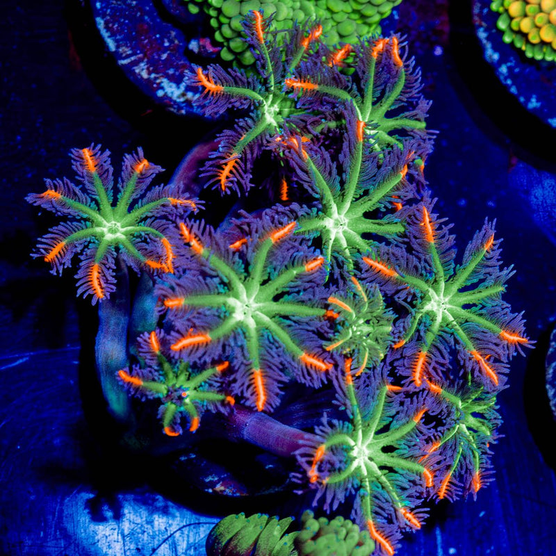 FireWork Clove Polyps