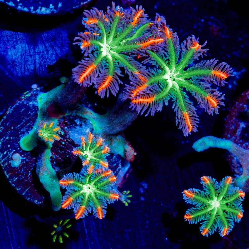 FireWork Clove Polyps