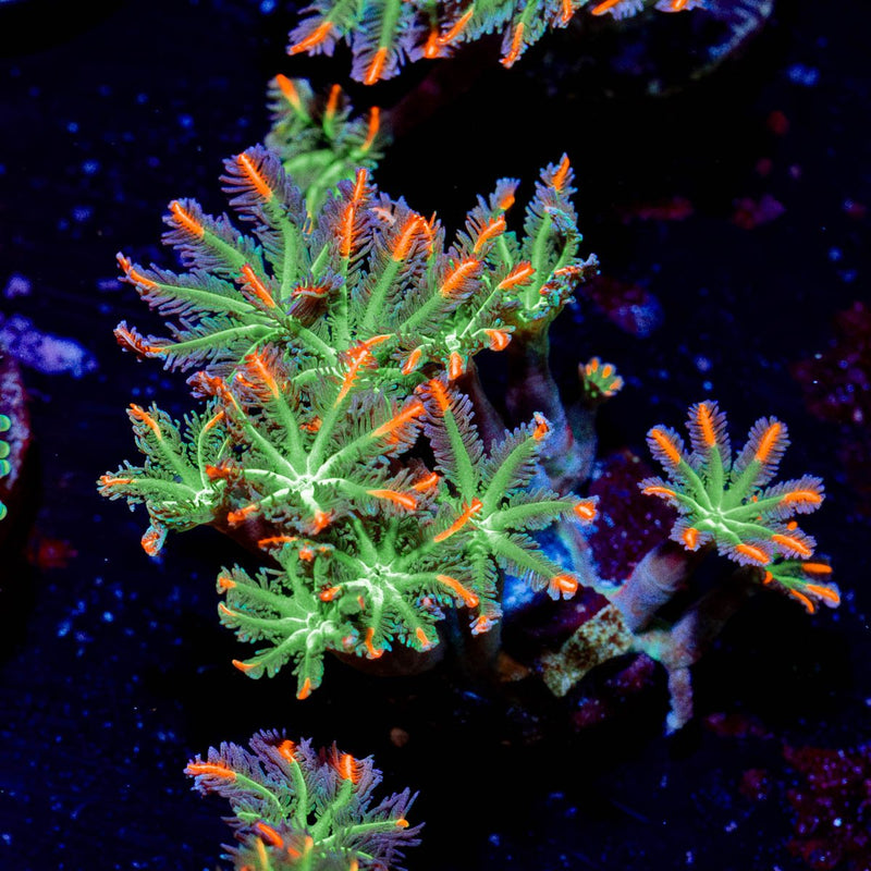 FireWork Clove Polyps