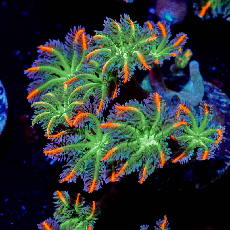 FireWork Clove Polyps