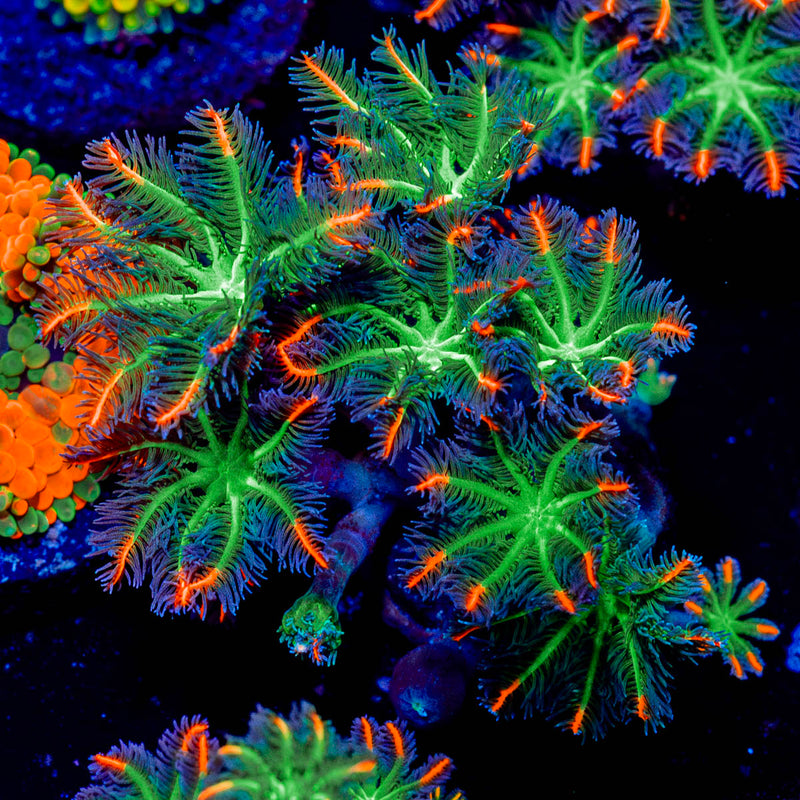 FireWork Clove Polyps