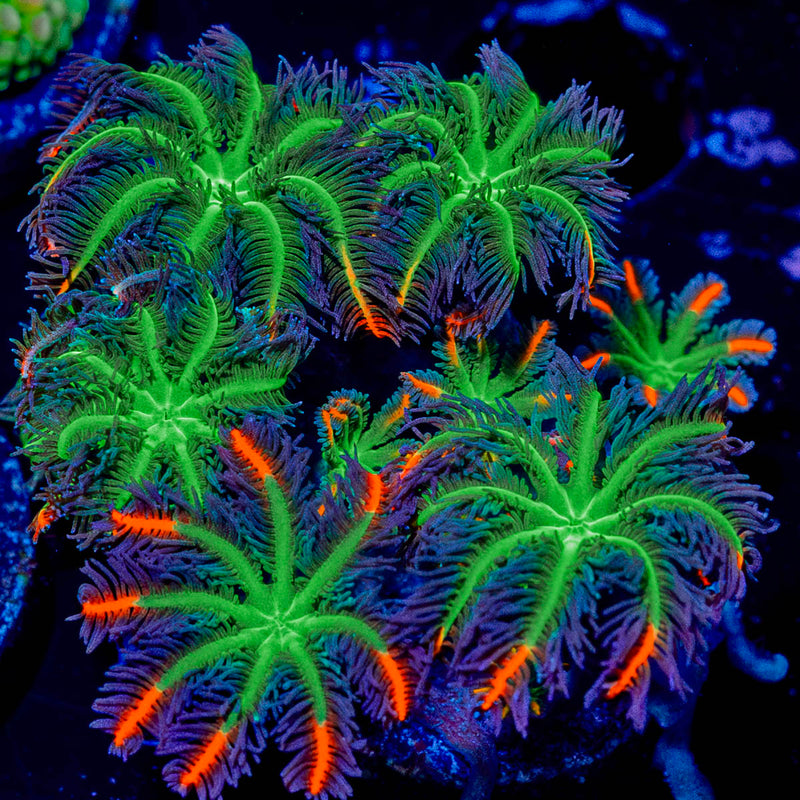 FireWork Clove Polyps