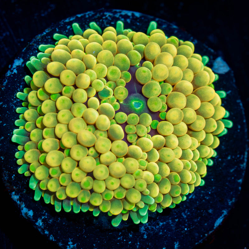 Yellow Ricordea Mushroom