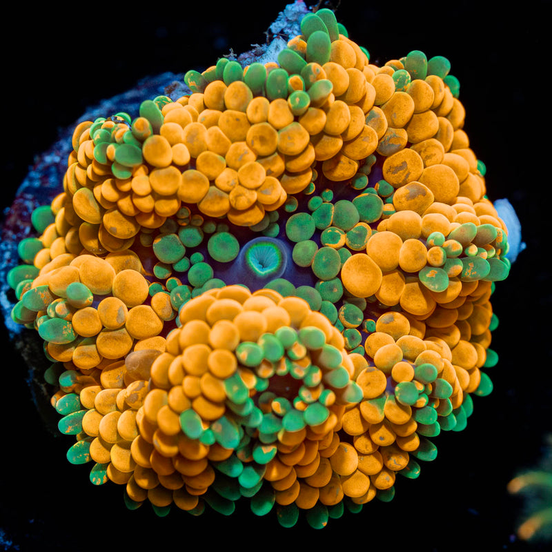 Orange Ricordea Mushroom