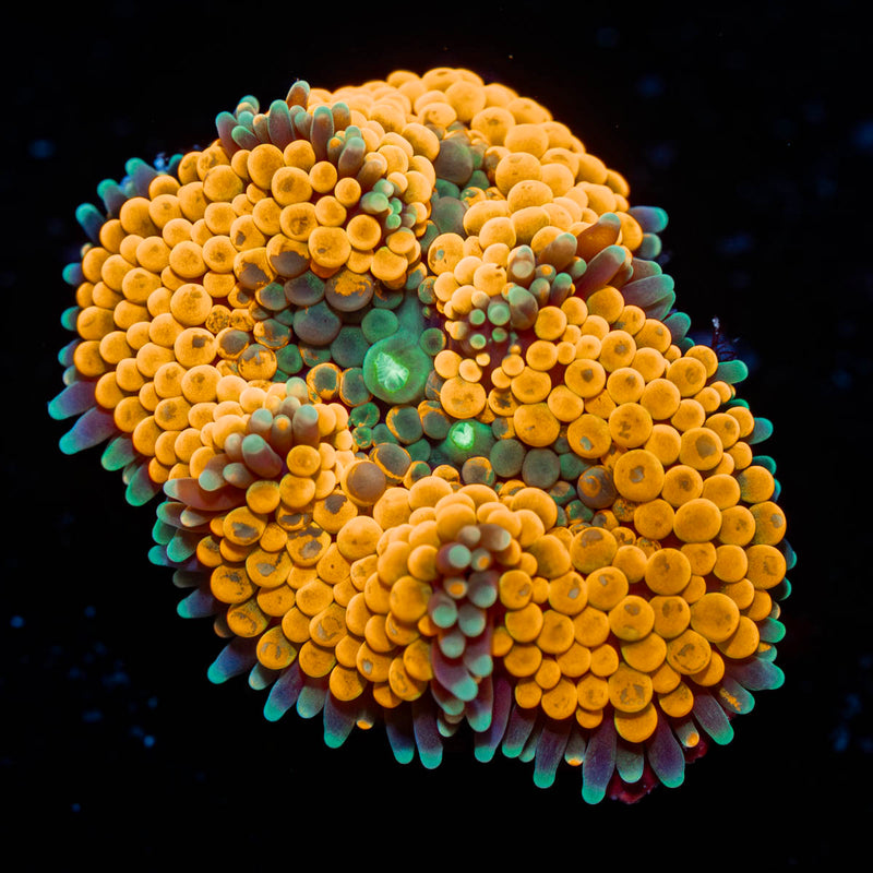 Orange Ricordea Mushroom