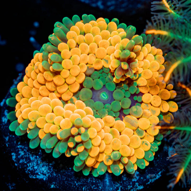 Orange Ricordea Mushroom