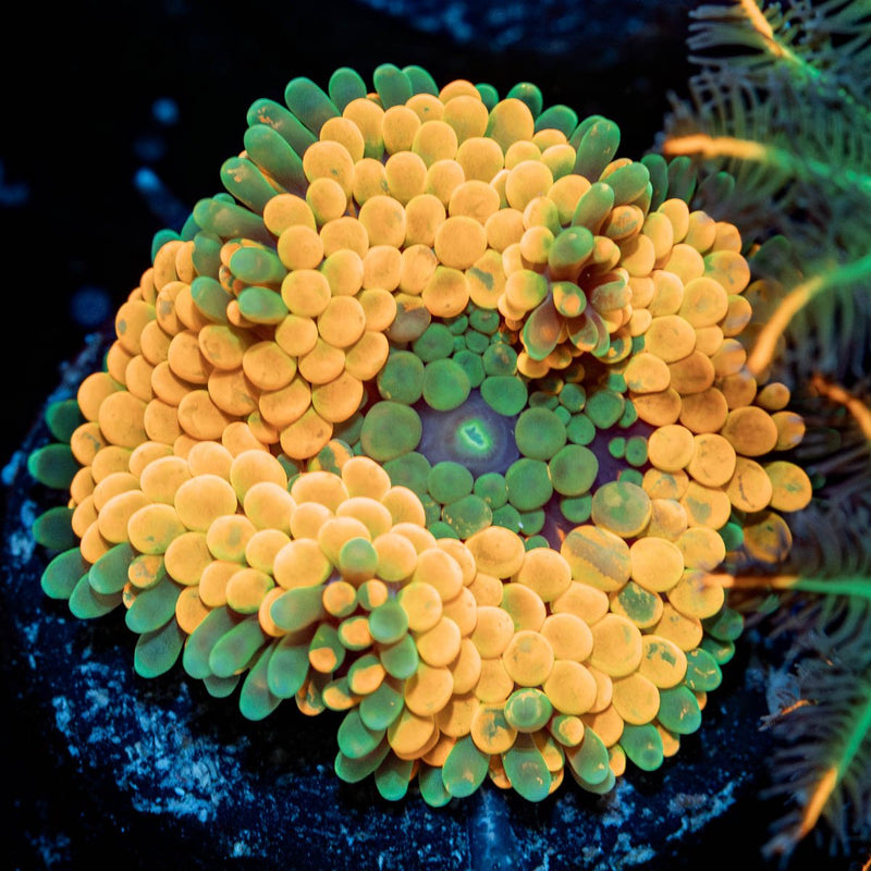 Orange Ricordea Mushroom