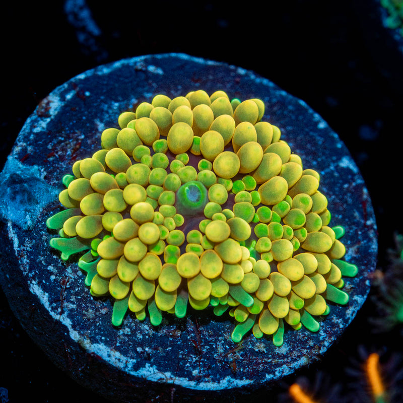 Yellow Ricordea Mushroom