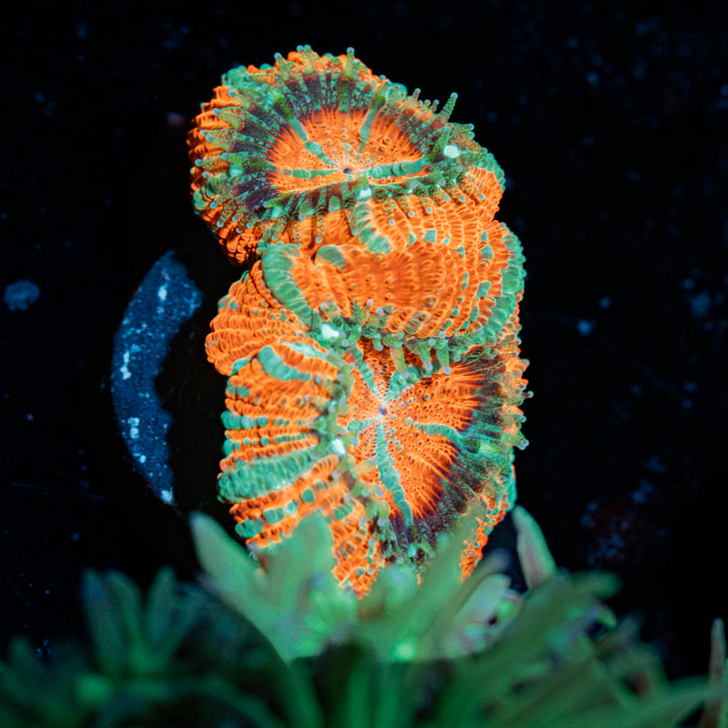 Tony The Tiger Asian Acan