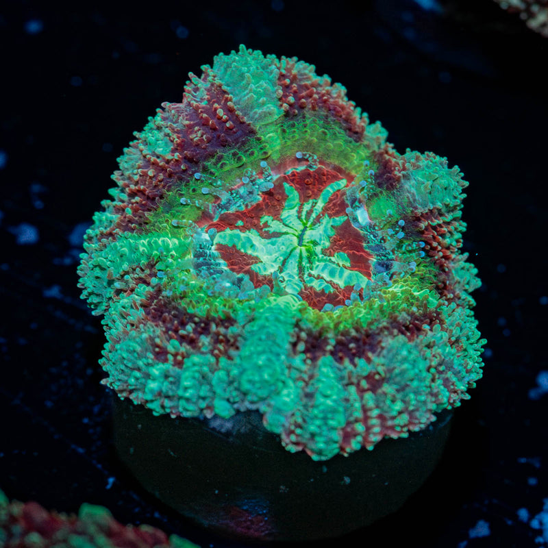 Leprechaun's Treasure Asian Acan