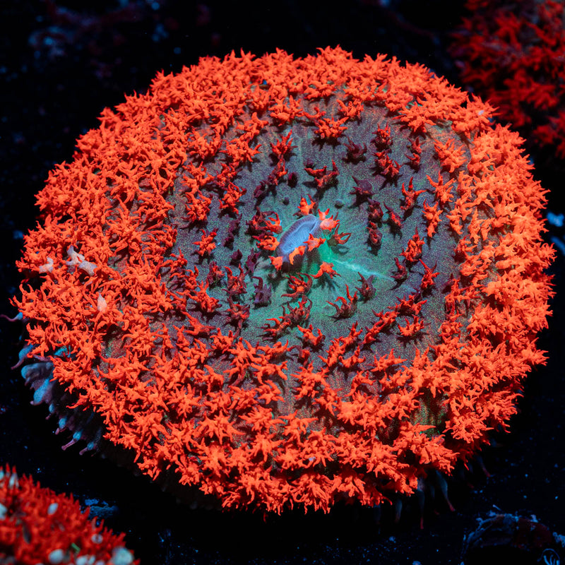 Saint Thomas Mushroom