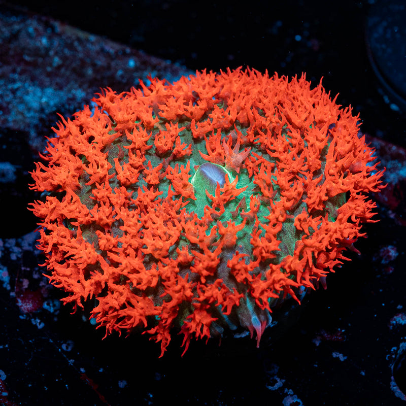 Saint Thomas Mushroom