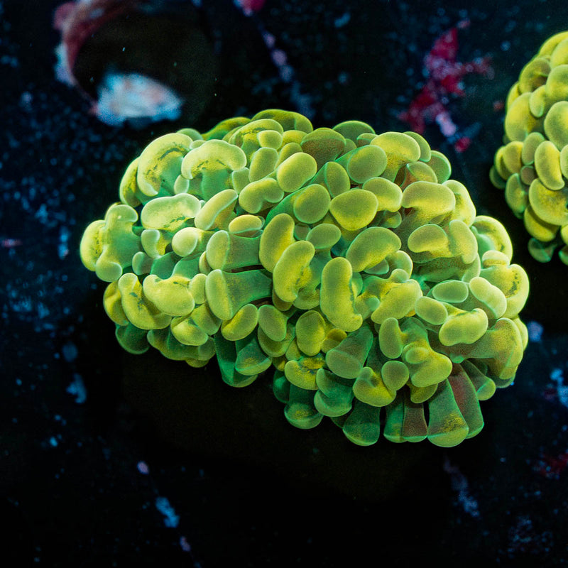 Golden Hammer Euphyllia