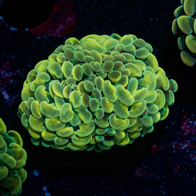 Golden Hammer Euphyllia